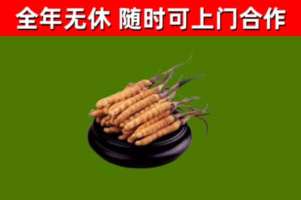 西宁回收冬虫夏草